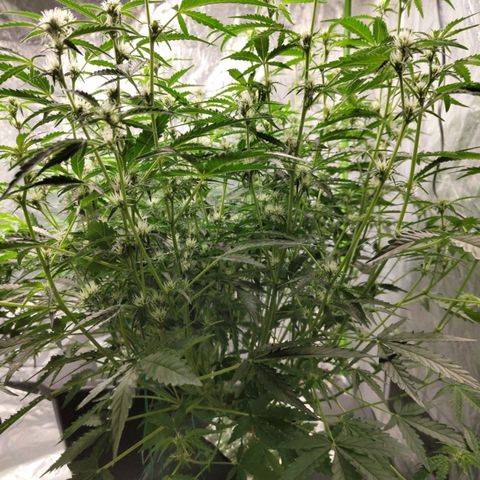 BBC #1 growlog timeline photo