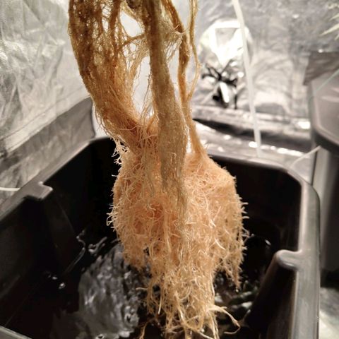 BBC #2 growlog timeline photo