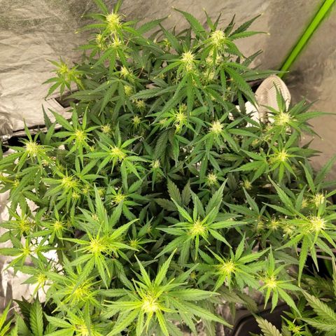 BBC #3 growlog timeline photo