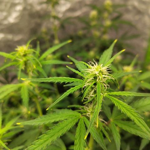 BBC #3 growlog timeline photo