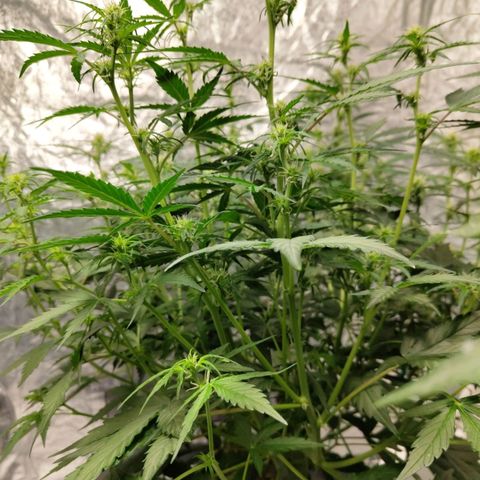 BBC #3 growlog timeline photo