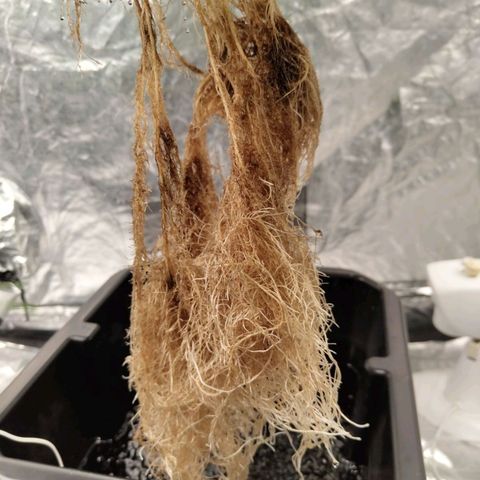 BBC #3 growlog timeline photo