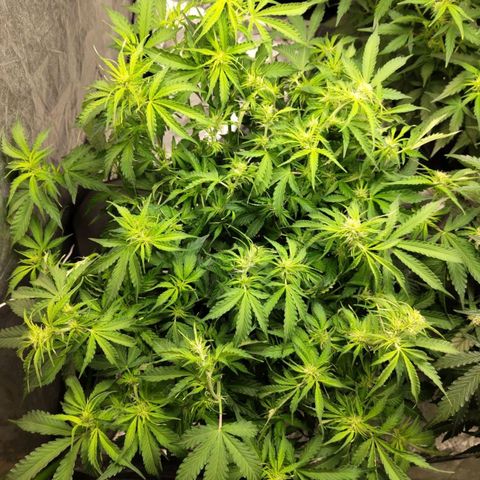 BBC #2 growlog photo: After def