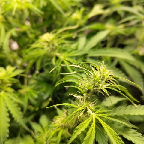 BBC #2 growlog photo: After def