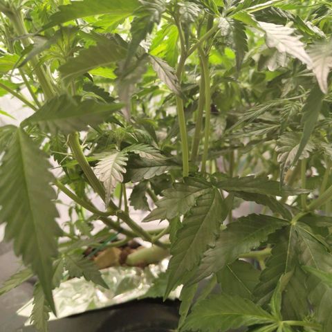 BBC #2 growlog photo: After def
