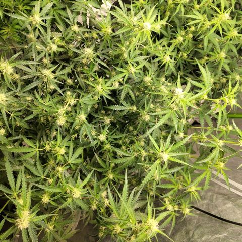 BBC #1 growlog photo: After def