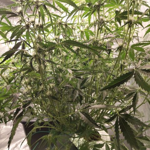 BBC #1 growlog photo: After def