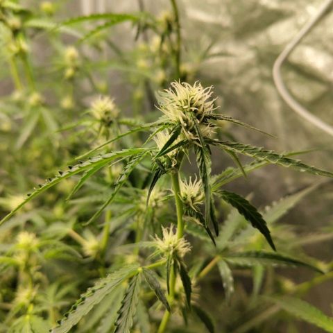 BBC #1 growlog photo: After def