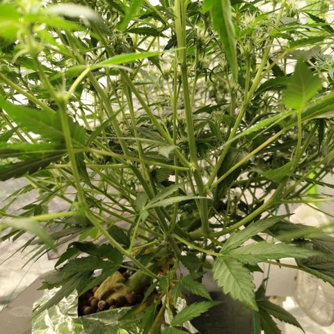 BBC #3 growlog timeline photo