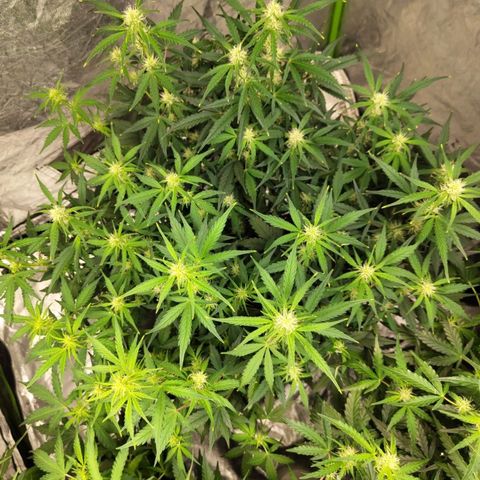BBC #3 growlog timeline photo