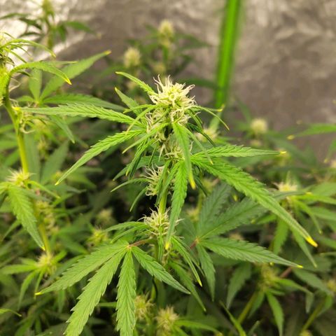 BBC #3 growlog timeline photo