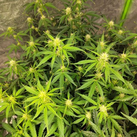 BBC #3 growlog timeline photo