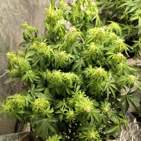 BBC #2 growlog photo: Leaves a bit droopy.