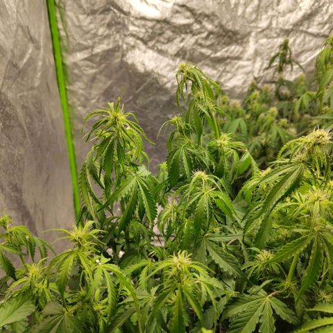 BBC #2 growlog timeline photo