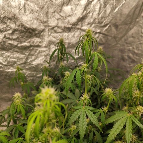 BBC #3 growlog timeline photo