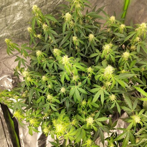 BBC #3 growlog photo: Leaves are a bit droopy.