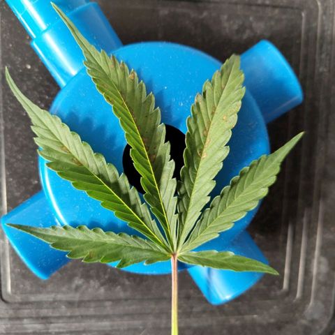 BBC #2 growlog photo: Spots on leaf.