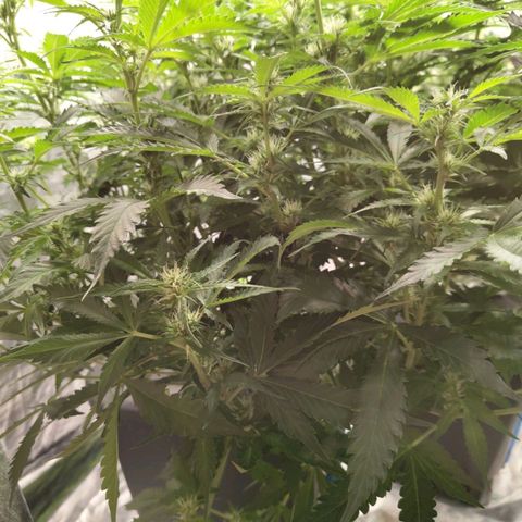 BBC #2 growlog photo: Before def.