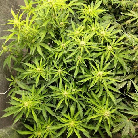 BBC #2 growlog photo: Before def.
