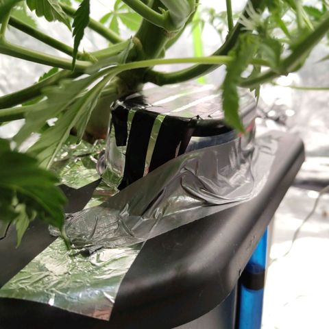 BBC #2 growlog photo: Put some support, plant getting heavy.