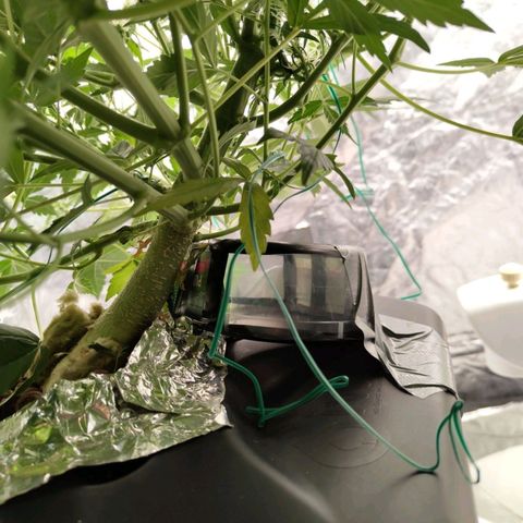 BBC #3 growlog photo: Put some support, plant getting heavy.