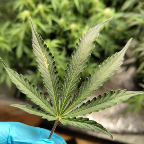 BBC #2 growlog photo: All plants - some leaves have spots