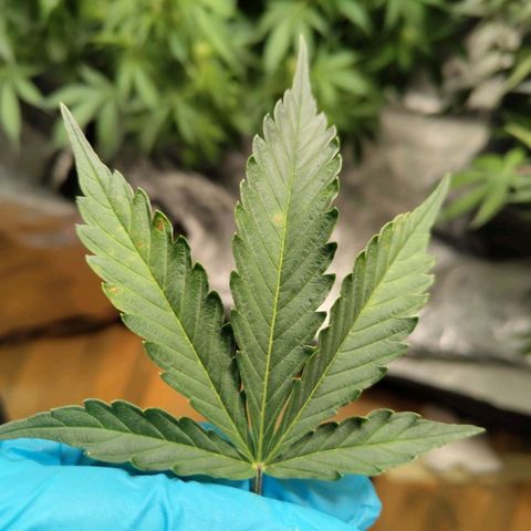 BBC #2 growlog photo: All plants - some leaves have spots