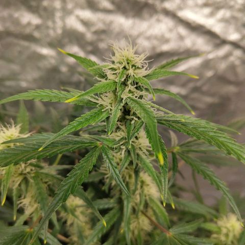 BBC #3 growlog photo: Fattest buds so far