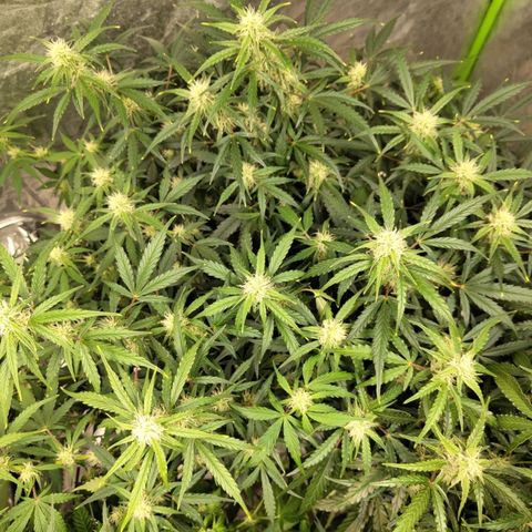 BBC #3 growlog photo: Fattest buds so far