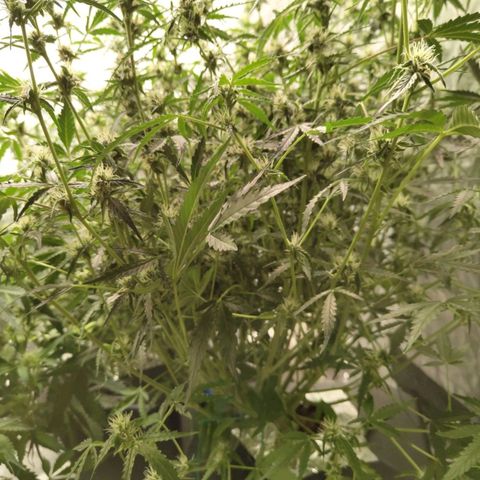 BBC #1 growlog timeline photo