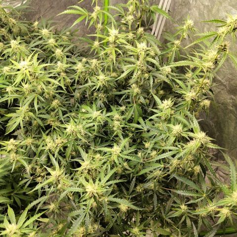 BBC #1 growlog photo: After def