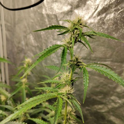 BBC #1 growlog timeline photo