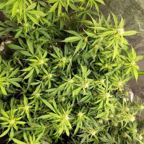 BBC #2 growlog photo: After def