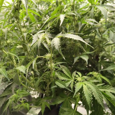 BBC #2 growlog photo: After def
