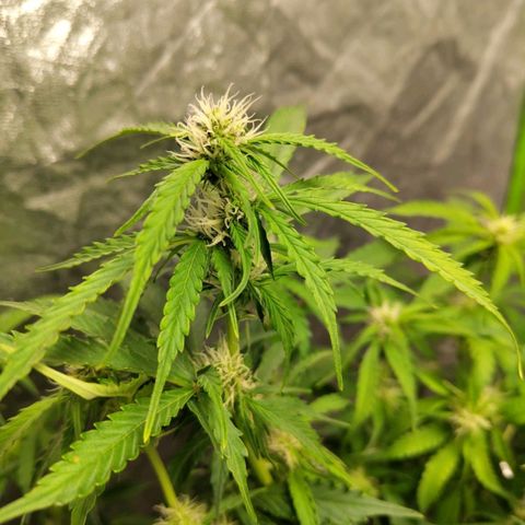 BBC #2 growlog photo: After def