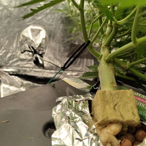 BBC #2 growlog photo: Tied it straight last night