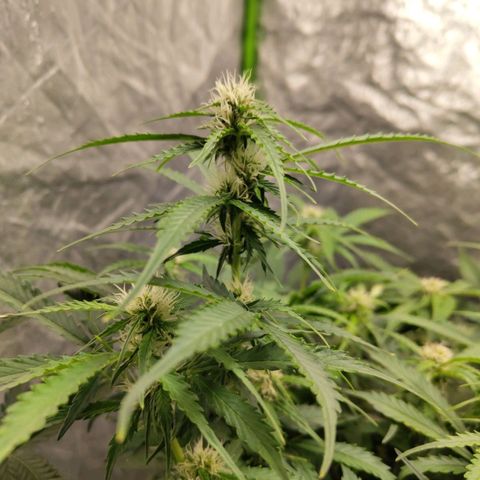 BBC #2 growlog timeline photo