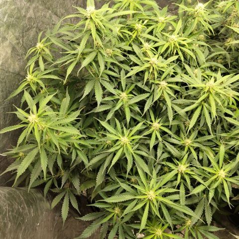 BBC #2 growlog timeline photo