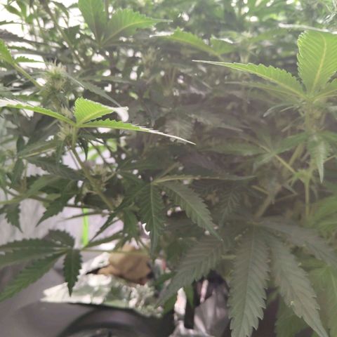 BBC #2 growlog timeline photo