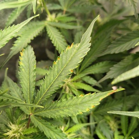 BBC #2 growlog photo: Some spots in leaves