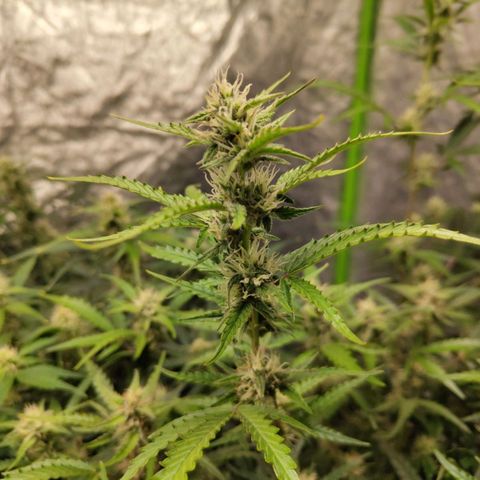 BBC #1 growlog timeline photo