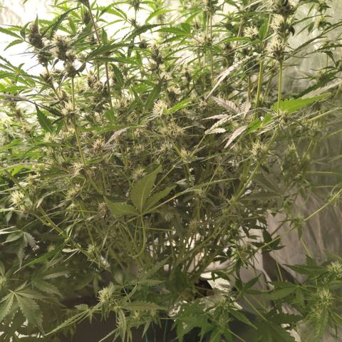BBC #1 growlog timeline photo