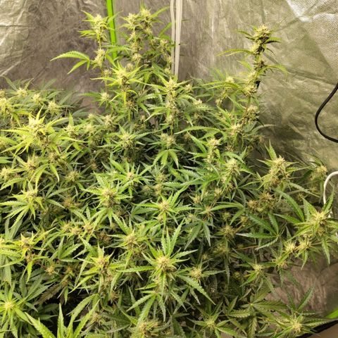 BBC #1 growlog timeline photo