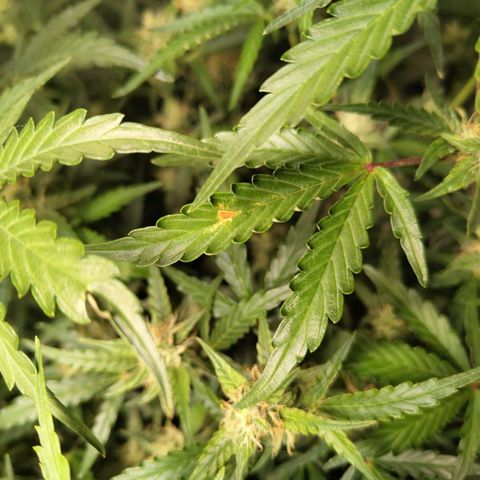 BBC #1 growlog photo: Similar spots in leaves as in #2