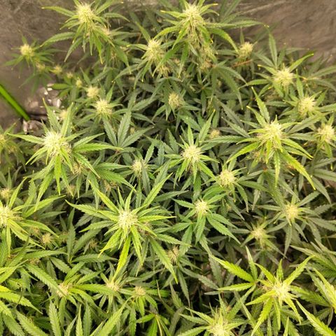 BBC #3 growlog photo: Impressive buds, best of all
