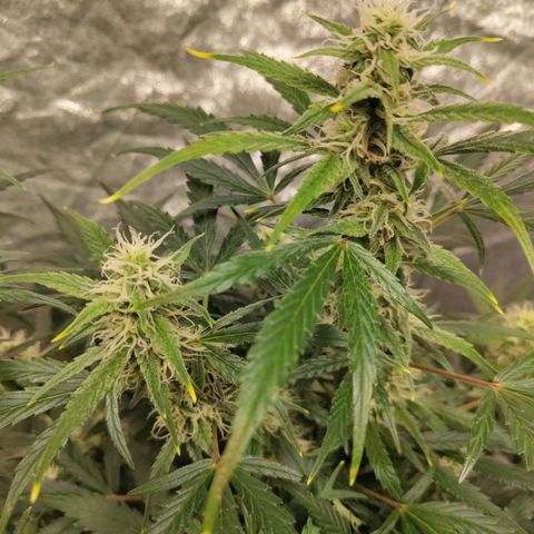BBC #3 growlog photo: Impressive buds, best of all