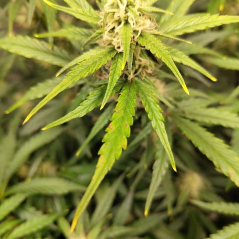 BBC #3 growlog photo: Same spots