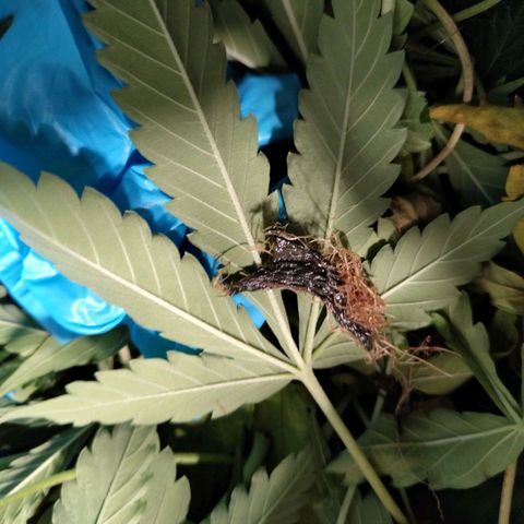 BBC #1 growlog photo: Old slimy leaf in roots.