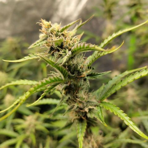BBC #1 growlog timeline photo