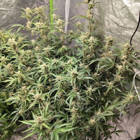BBC #1 growlog timeline photo